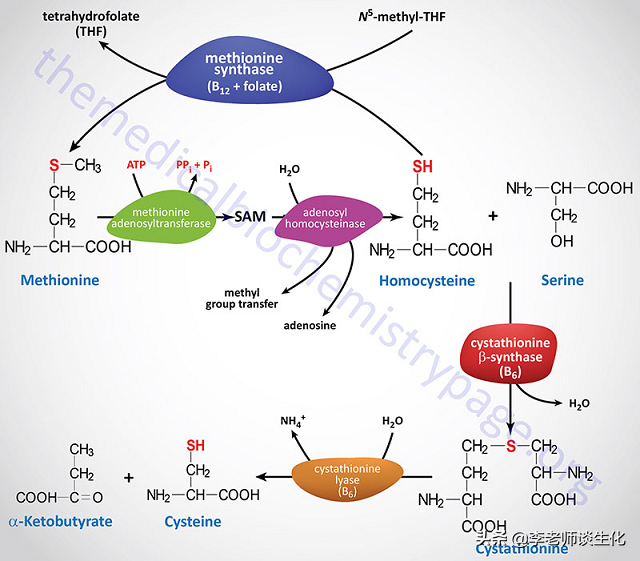 氨基酸的碳架氧化（一）