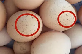 蛋壳上长斑的鸡蛋，到底能不能吃？建议：这4种鸡蛋不要吃图片