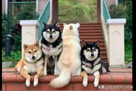 网友给家里四只柴犬拍全家福，怎奈有一只戏精狗疯狂抢镜，太搞笑图片