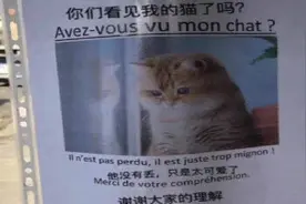 当代年轻人为什么更喜欢养猫？图片