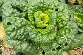 菜园里还空着？九月适合种的4种菜，撒点种子就有菜吃图片