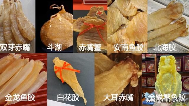 花胶特别薄 2026年花胶是薄的好还是厚的好