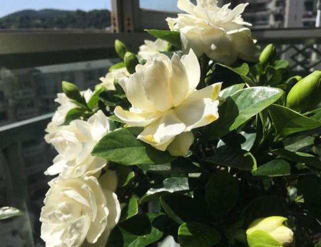 栀子花不适合家庭养？是你被“坑”了，它很好养，掌握技巧即可