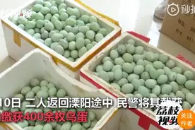 夫妻俩专掏野生鸟蛋售卖 收购鸟蛋的饭店一起被抓图片