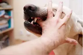 狗狗再温顺，都别随便触碰它这6个“底线”，小心翻脸咬人图片