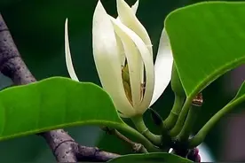 白兰花烂根怎么办，从这2方面入手，蹭蹭冒芽，满屋都是香飘飘图片