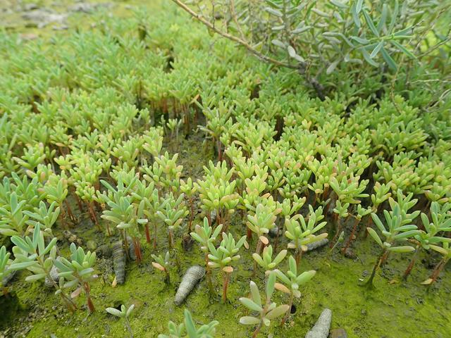 我也是海边的多肉植物——南方碱蓬