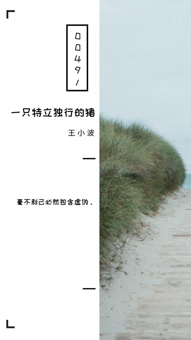 《一只特立独行的猪》十句经典句子
