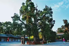 世界十大古树——树龄最长的存活已逾万年，中国有两棵图片