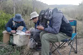 灵山岛上来了位稀客！青岛范围内首次观测记录到全球濒危鸟类栗鳽图片