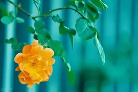 新婚那天，5万改口费变50块。儿媳给婆婆敬茶：喂，喝茶图片