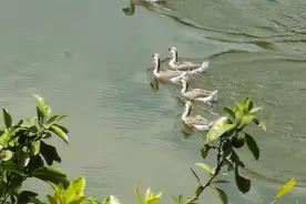 鸭苗几块钱一只，狮头鹅苗凭什么卖几十块一只？图片