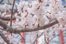 云游河北 | 若待邯郸花似锦，出门俱是看花人图片