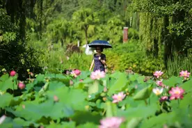 徜徉邛海 寻一缕荷香寄闲情图片