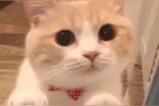 多吃猪蹄、鸡爪补充胶原蛋白？真正补充胶原蛋白的是这些方法图片