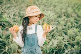 菠萝成熟了，想吃最新鲜的菠萝自己到果园里采摘图片