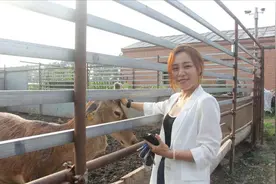 梅花鹿养殖大户王娇，人工养殖梅花鹿，年销售额达到了四千多万元图片