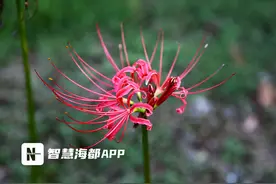 美！福州四处可欣赏红色彼岸花图片