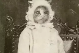 为什么猫总和灵异脱不了关系图片