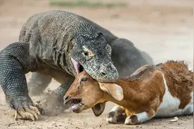 辟谣：科莫多龙无毒，只是用细菌杀死猎物？研究发现它有毒腺图片