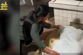 暖心丨大妈深夜起床给狗狗盖被子取暖图片