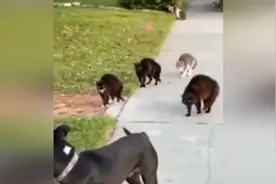 宠物狗散步时遇四只“街霸”猫 强大气场吓得狗狗落荒而逃视频封面