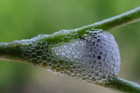 这些“白色沫沫”是蛇的口水？图片