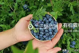 “蓝莓姐姐”家7吨野生蓝莓冻果求带走，做罐头老好吃了！图片