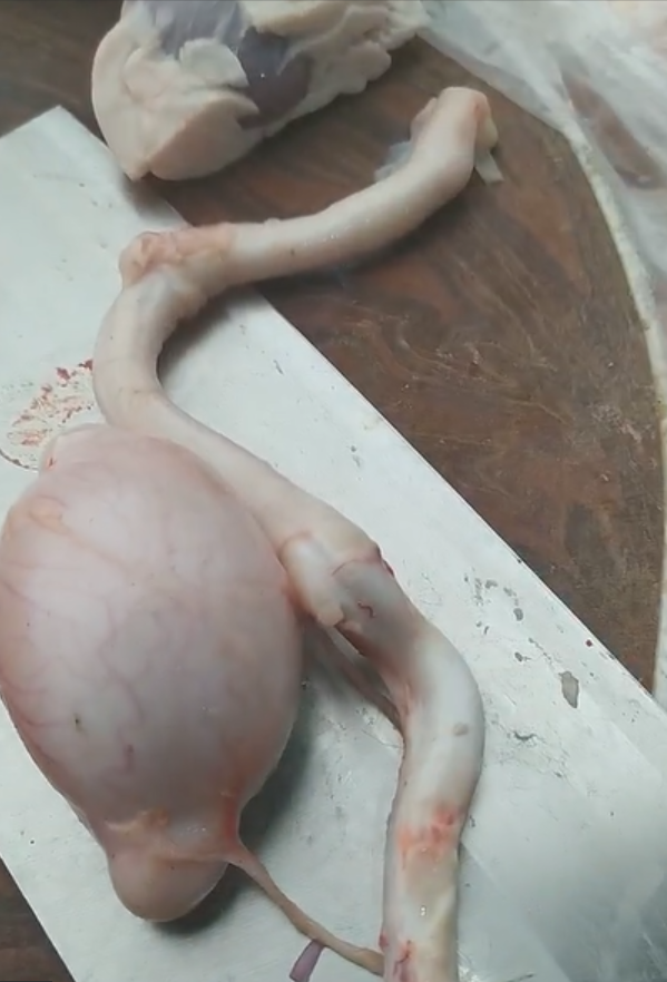 羊鞭是什么 羊鞭是什么部位_品学知识网