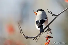 过大年，拍小鸟图片