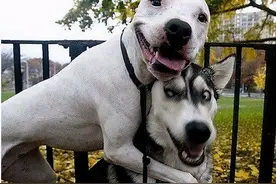 6种常见狗狗的市场价，不要买贵了图片