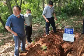 赤壁干堤挖出“白蚁王宫” 活捉8对蚁王蚁后图片