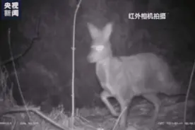 林间觅食、水上嬉戏 一起和野生动物亲近自然图片