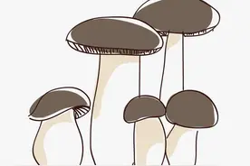 爱蘑菇“响如鹅掌味如蜜，滑似蒪丝无点涩”也爱，饮菌若之朝露兮图片