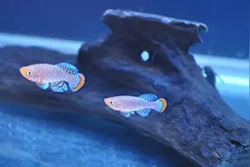 生命会自然产生？随便挖个水塘，为什么不久以后就会有鱼？图片