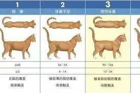 不要盲目的给猫咪买营养品，要先了解它们需要什么，再对症下药图片