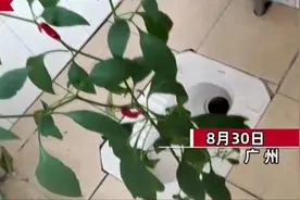 学生时隔8个月后返校，发现宿舍长出了辣椒，种子的来历成热点图片