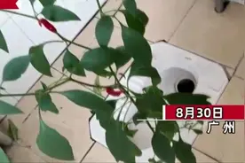 学生时隔8个月后返校，发现宿舍长出了辣椒，种子的来历成热点图片
