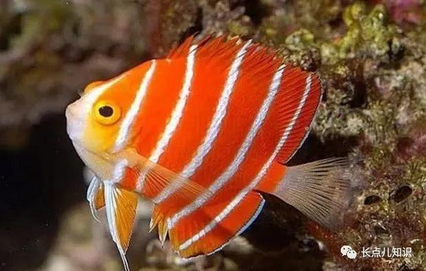 世界十大最贵的鱼 2025年世界十大最贵的鱼翅