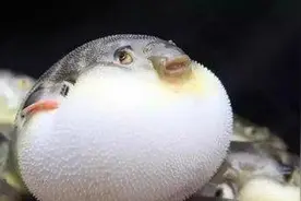 全球三种动物可以让自己笨死，还一群群跳悬崖，你知道哪三种吗？图片