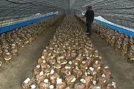 开辟致富新路子，抚顺试种全省首例桑黄新品种成功图片