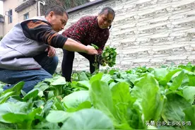 种蔬菜长了虫子不用喷农药，用土方法防治，效果出奇的好图片