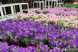 西安最大的花卉市场，占地700多亩，品种多样，价格很便宜图片