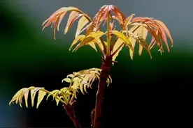 香椿怎么做才好吃？分享香椿芽的10种吃法，美味又营养！图片