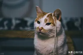 “你舔过猫咪的脚汗吗？”图片