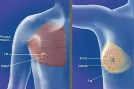 男人的乳头有用吗？图片