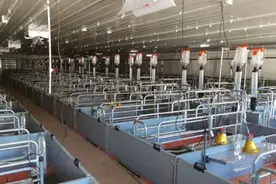 现阶段养猪利润和成本是多少呢？图片