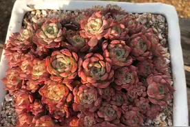 刚买的多肉该如何安全上盆？一晾、二剪、三补水，轻松搞定图片