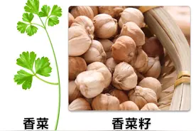 胡荽(香菜)不单是道佐料菜，作用远超你的想像！看看它的作用图片