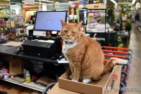 橘猫不请自来“守护”小店7年，帮助店主招揽客人，至死没再离开图片
